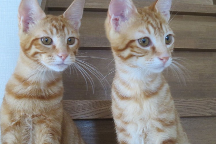 愛猫”太郎と吾郎の部屋“ ブログはじめます！